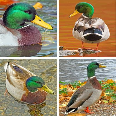 Duck Painting By Numbers