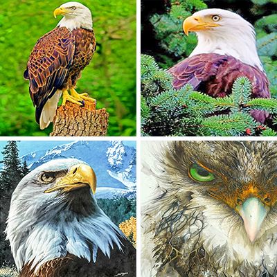 Eagle Painting By Numbers