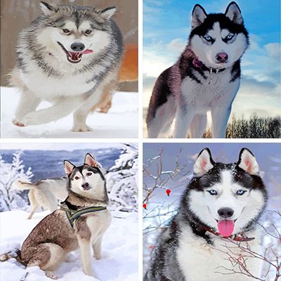 Husky Painting By Numbers