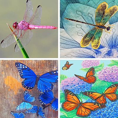 Insects Painting By Numbers