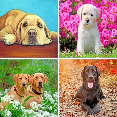 Labradors Painting By Numbers
