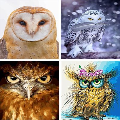 Owl Painting By Numbers