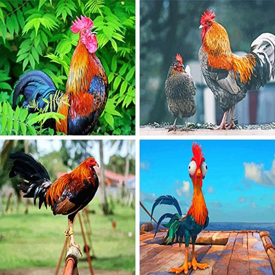 Roosters Painting By Numbers