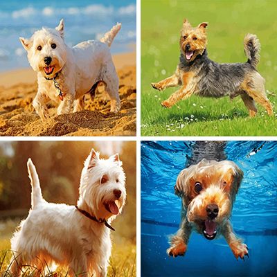Terriers Painting By Numbers