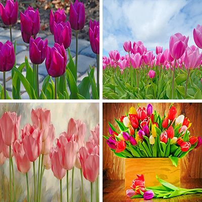 Tulips Painting By Numbers