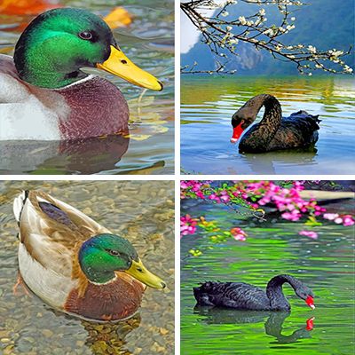 Waterfowl Painting By Numbers