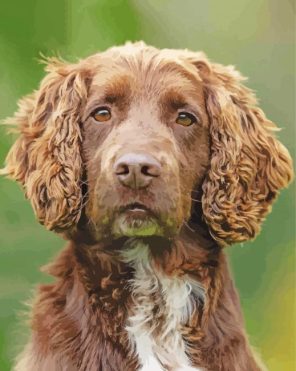 Sprocker Spaniel Paint By Numbers