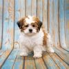 Shihpoo Dog Animal paint by numbers